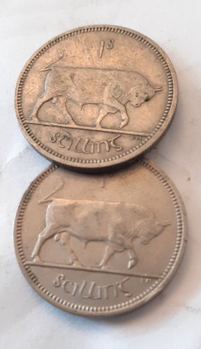 Rare 1964 bull - bull, free,ireland
